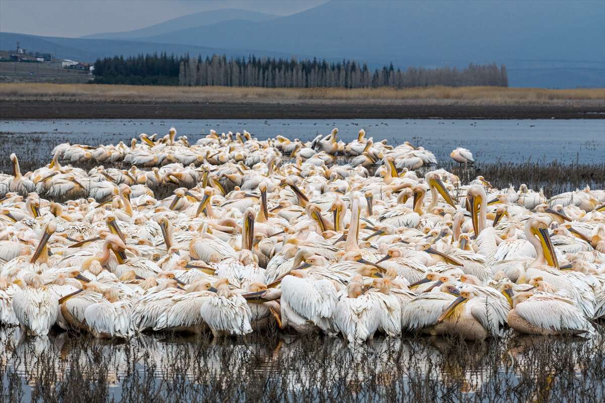 Konya’nın ünlü gölünde kuraklık sonrası sevindiren dönüş 4